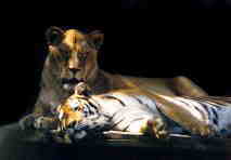 tiger and lion.jpg