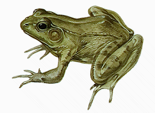 Frosch