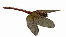 Libelle