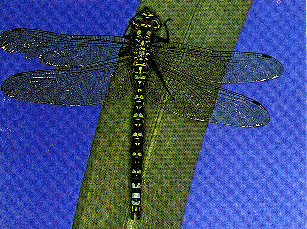 Mosaikjungfer