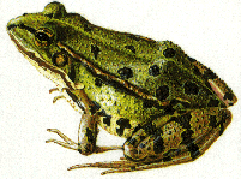 Teichfrosch