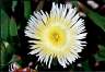 04Mittagsblume.jpg