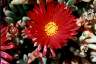05Mittagsblume.jpg