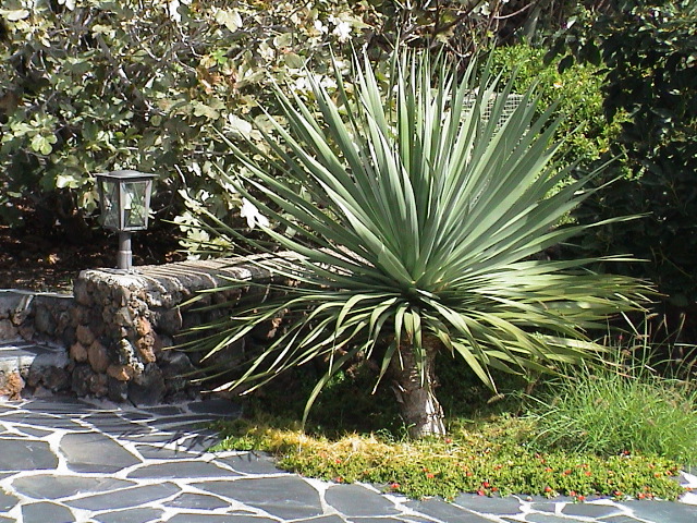 DSC00116