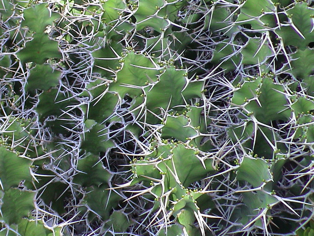 DSC00042