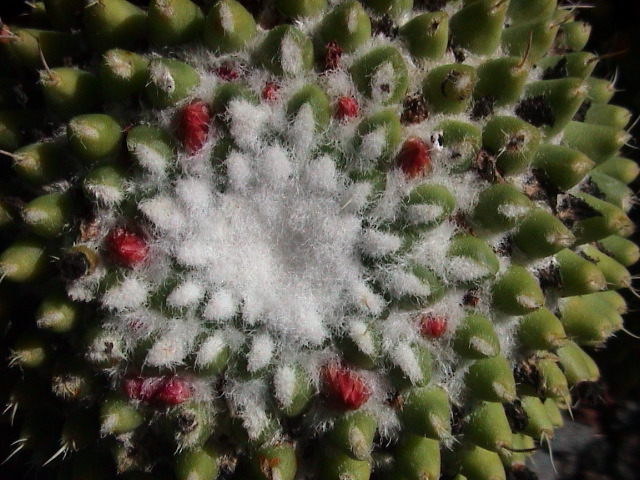 DSC00043