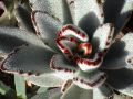 DSC00058
