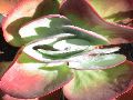 DSC00035